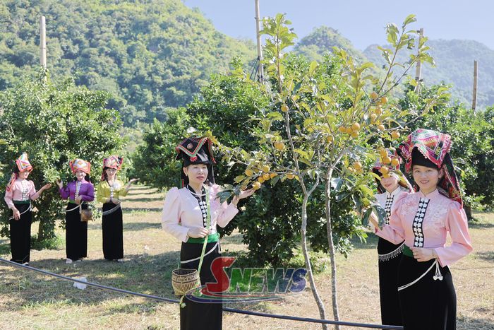 Du khách tham quan, chụp ảnh tại vườn cam