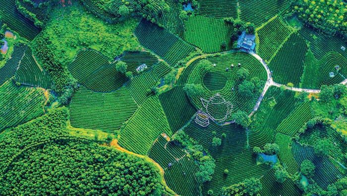 Vùng chè Vô Tranh. Ảnh: Việt Hùng