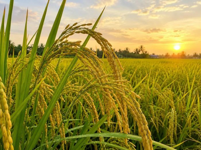 Giá lúa tươi hôm nay tại khu vực Đồng bằng sông Cửu Long tăng giảm trái chiều. Ảnh minh họa