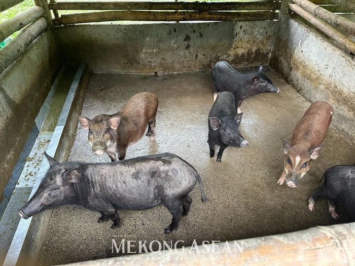 Ảnh minh họa: Lê Hồng Nhung - Mekong ASEAN