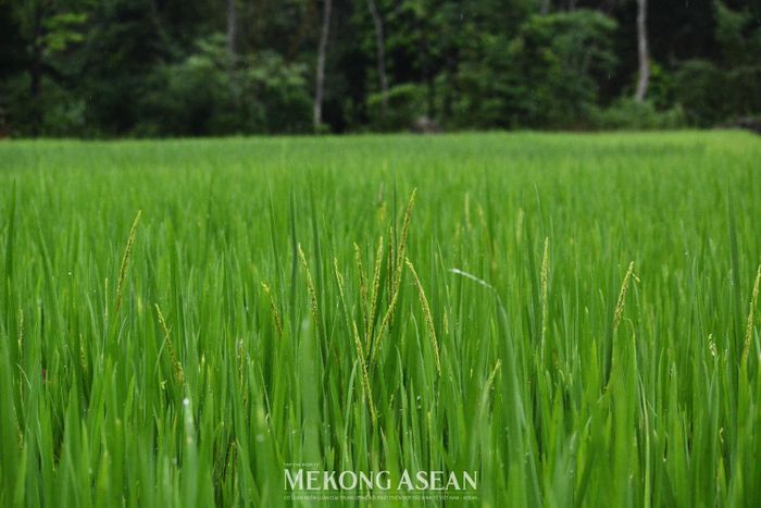 Ảnh minh họa: Lê Hồng Nhung - Mekong ASEAN