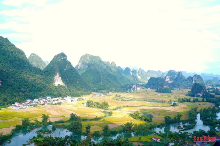 Du khách ghé chơi thung lũng Ngọc Côn sẽ choáng ngợp trước “biển vàng” mênh mông.