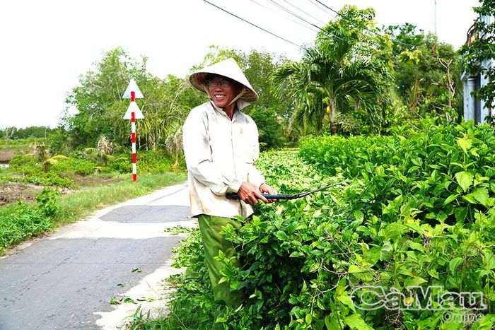 Ông Giã Văn Xuyên, ấp Ba Mến, chăm sóc, cắt tỉa hàng rào cây xanh, góp phần giữ gìn cảnh quan nông thôn.