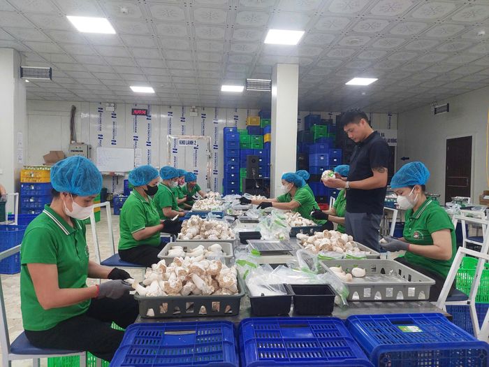 Phú Thọ chú trọng nâng chất lượng sản phẩm, xây dựng thương hiệu và mở rộng thị trường thông qua chương trình OCOP.    Ảnh: Sơn Đông