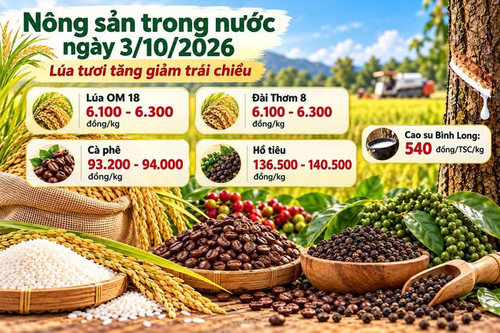 Nông sản trong nước 3/10: Lúa tươi tăng giảm trái chiều, cà phê giữ vùng 94.000 đồng/kg. Ảnh được tạo với sự hỗ trợ của AI.