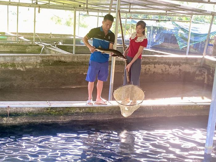  HTX Trường Hà mỗi năm cung ứng ra thị trường hơn 5 tấn cá tầm thương phẩm, mang về lợi nhuận sau chi phí hơn 400 triệu đồng. Ảnh Quốc Sơn 