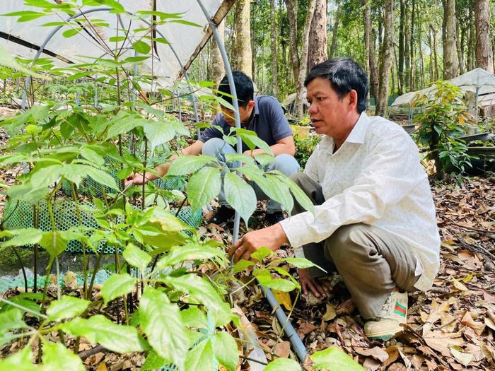 Linh dưới tán rừng trong 9 tháng đầu năm 2026, nâng tổng diện tích vùng chuyên canh dược liệu toàn xã lên 2.820 ha.
