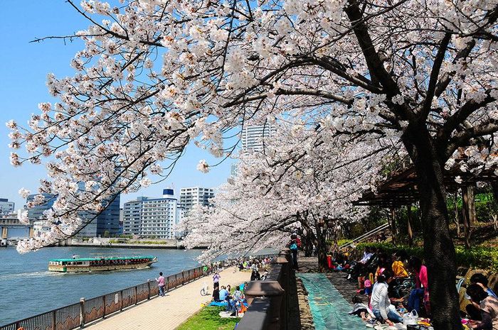 Sông Sumida trở thành một phần quan trọng trong đời sống người dân thành phố Tokyo. Ảnh: Trang thông tin thành phố Tokyo