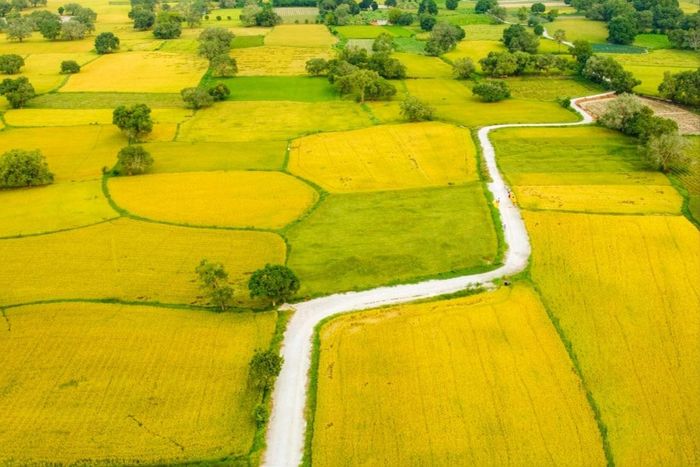Con đường tơ lụa trong phim (ảnh trái) và khi vào mùa gặt (ảnh phải). Ảnh: Trại Buôn Người Movie, Đình Minh.