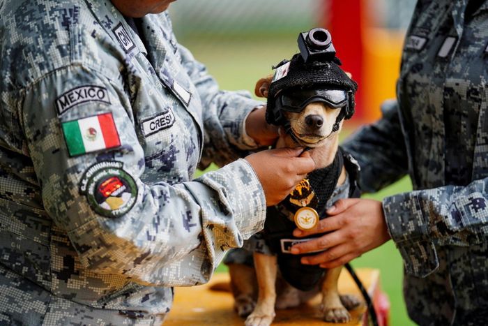 Một thành viên Vệ binh Quốc gia Mexico đội mũ bảo hộ cho Comando, chú chó Chihuahua được lực lượng này nhận nuôi. Comando trở thành gương mặt quen thuộc trong các buổi lễ và sự kiện cộng đồng, tại Mexico City. 