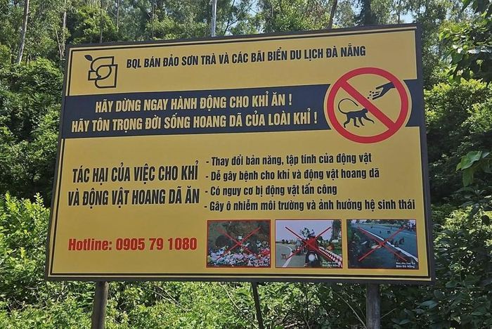 Mọi người tuyệt đối không cho khỉ và các loài động vật hoang dã ăn dưới bất kỳ hình thức nào