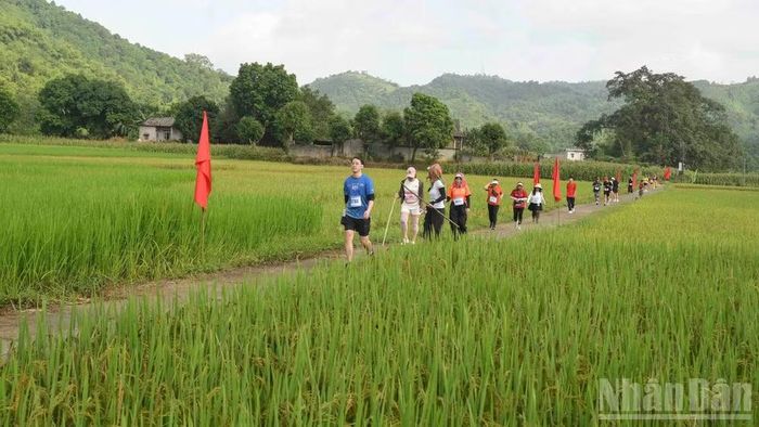 Cung đường đua đi qua những cánh đồng óng vàng, để lại nhiều ấn tượng cho các vận động viên và du khách. (Ảnh: CÔNG HẢI)