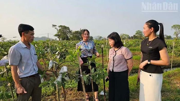 Lãnh đạo phường Đông Tiến tham quan mô hình nông nghiệp tuần hoàn trên cánh đồng thuộc Tổ dân phố Đông Tiến. (Ảnh: Mai Luận)