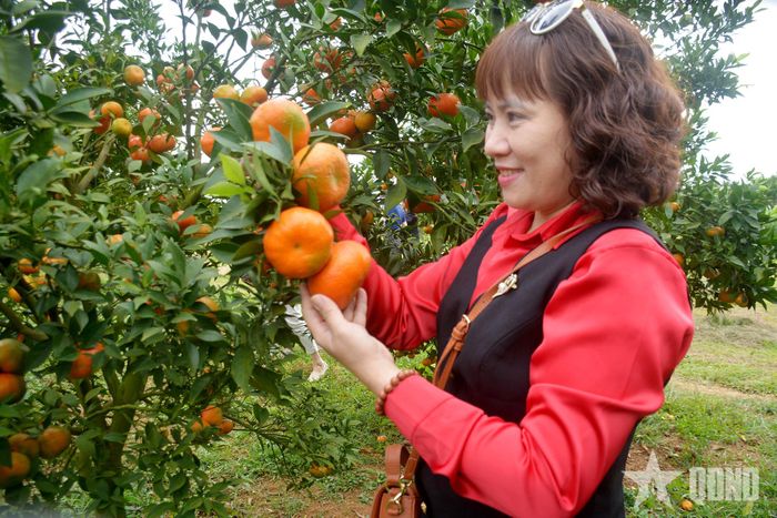 Vườn cam Cao Phong, xã Cao Phong, tỉnh Phú Thọ thu hút khách du lịch tới thăm.
