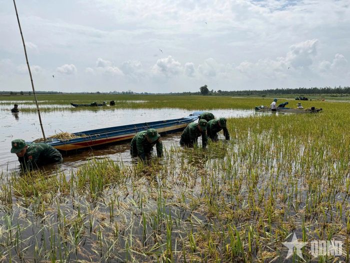 Cán bộ, chiến sĩ lực lượng vũ trang tỉnh Tây Ninh gặt lúa giúp dân.