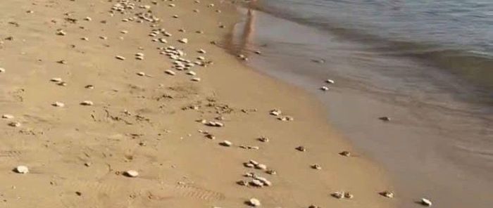  Hàng trăm con cầu gai cát dạt vào bờ biển Nha Trang 
