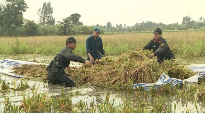  Cán bộ, chiến sĩ Trung đoàn Bộ binh 896, Bộ Chỉ huy Quân sự tỉnh Cà Mau, hỗ trợ người dân xã Tân Lộc thu hoạch lúa bị ngập 