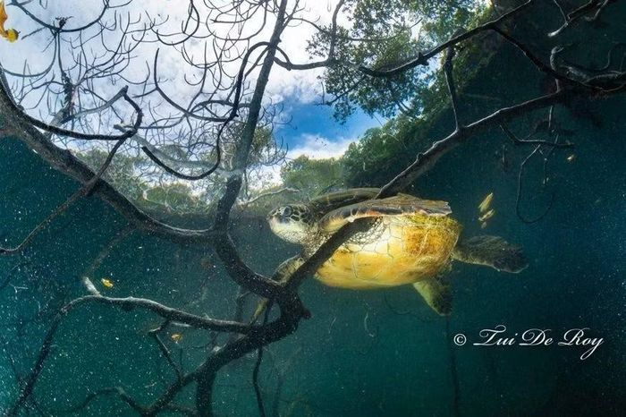 Môi trường ven bờ nông tại Galápagos, nơi các cá thể yellow-morph dành phần lớn thời gian kiếm ăn.