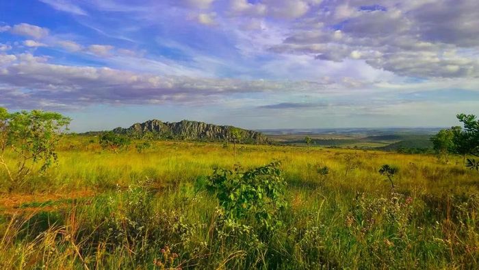 Cerrado là vùng xavan nhiệt đới bao phủ khoảng một phần tư diện tích Brazil.