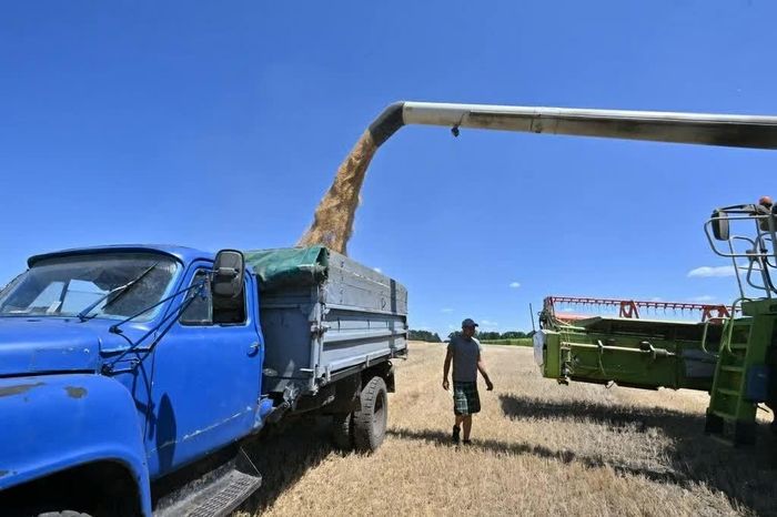 Ngũ cốc và hạt có dầu sau thu hoạch của Ukraine đang không tìm được đầu ra. (Nguồn: Getty Images)