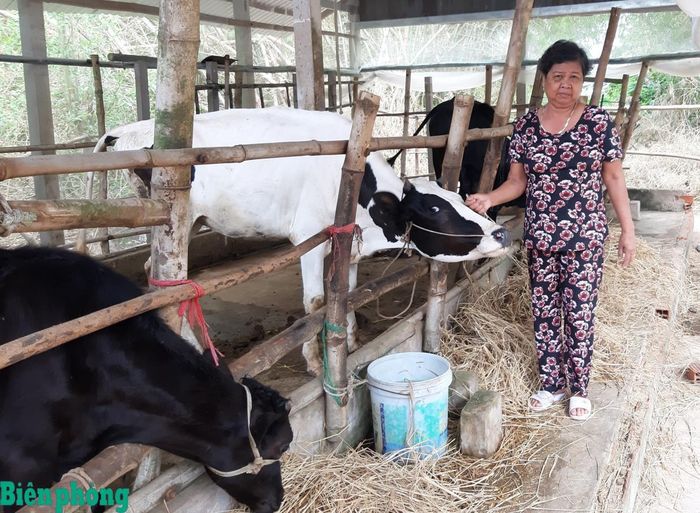 Gia đình bà Thị Chành Thu được hỗ trợ bò giống từ dự án sinh kế nên đã từng bước thoát nghèo. Ảnh: Phan Bình
