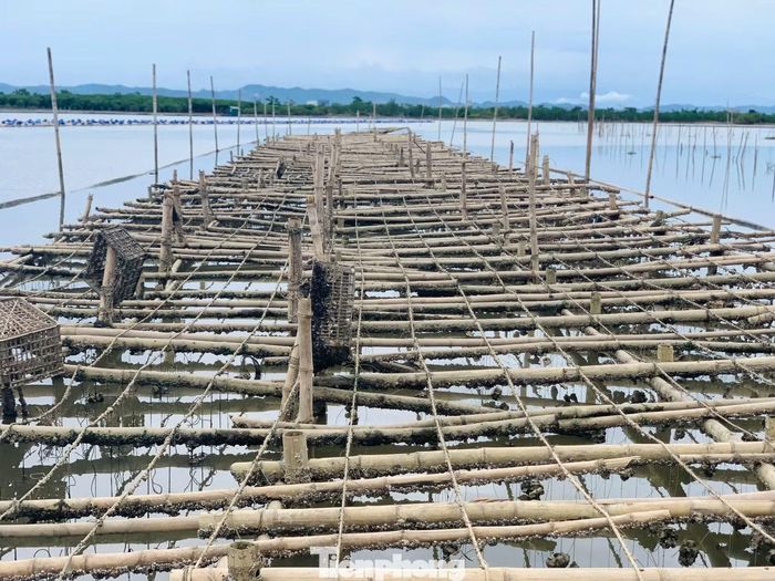 Hệ thống cọc nuôi hàu bằng dây.