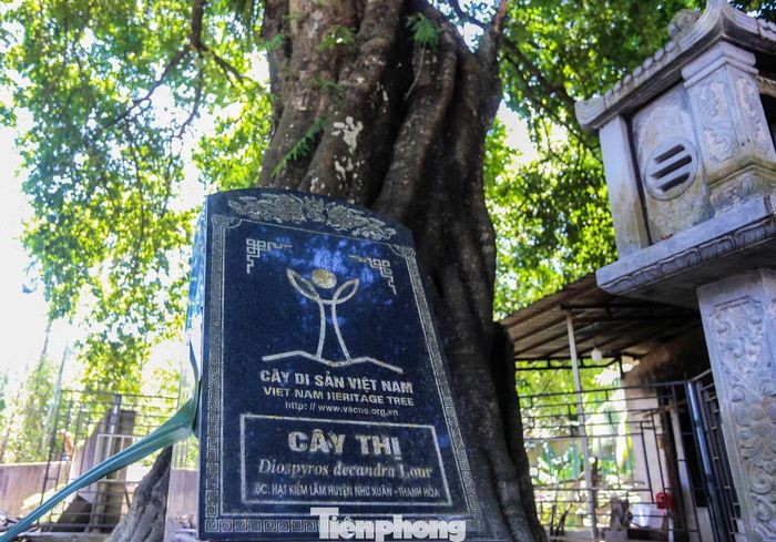 Tháng 6/2022, Hội Bảo vệ Thiên nhiên và Môi trường Việt Nam, Hội đồng cây di sản Việt Nam công nhận cây thị này là cây di sản Việt Nam.