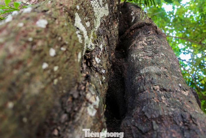 Người dân địa phương cho biết trong quá khứ, cây thị từng đứng trước nguy cơ bị chặt phá. Những dấu vết tổn thương trên thân cây vẫn còn lưu lại đến nay. Khi Hạt Kiểm lâm Như Xuân được xây dựng những năm 1990, cây thị nằm trong khuôn viên đơn vị. Từ đó, cây được cán bộ kiểm lâm bảo vệ, chăm sóc thường xuyên.