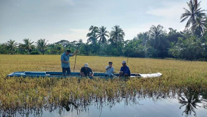 Mưa lớn gây ngập úng khoảng 21.138 ha lúa, trong đó có khoảng 218 ha bị thiệt hại.