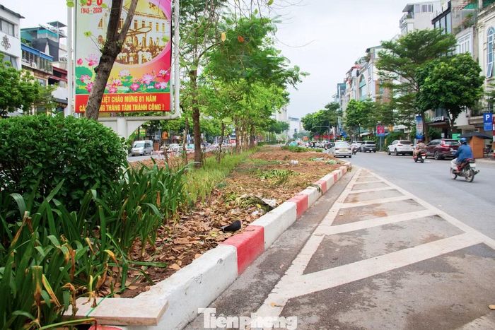 Trước đây, dải phân cách giữa trên phố Ô Chợ Dừa được bố trí với bề rộng lớn, trồng nhiều cây xanh và hoa tạo cảnh quan đô thị.