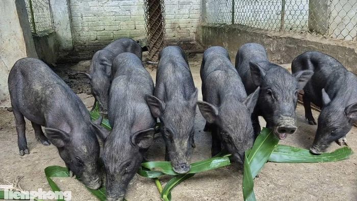 Đàn lợn mán được hỗ trợ đang được chăm sóc đúng quy trình, kỹ thuật.