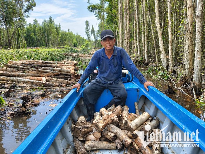Vợ chồng ông Nguyễn Thanh Tuấn làm nghề đốn, vác tràm thuê. Ảnh: Ký Long