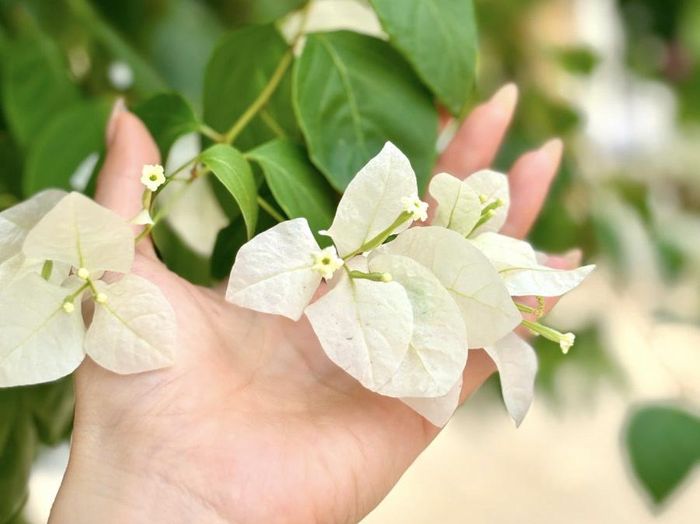 Mặc dù còn yêu và thương chồng nhưng tôi lại căng thẳng mỗi lần vợ chồng gần gũi. Ảnh minh hoạ