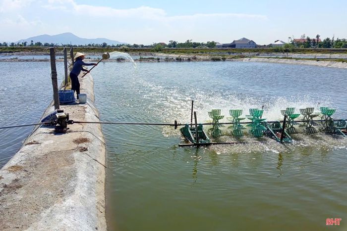 Vào giai đoạn giao mùa, sự chuyển đổi đột ngột từ nắng sang mưa và ngược lại có thể làm nhiệt độ, độ mặn, pH cùng nhiều thông số trong ao thay đổi nhanh.