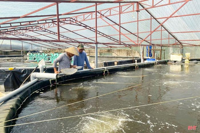 HTX Nuôi trồng thủy sản Xuân Thành (xã Đan Hải) thả tôm trong ao ương.