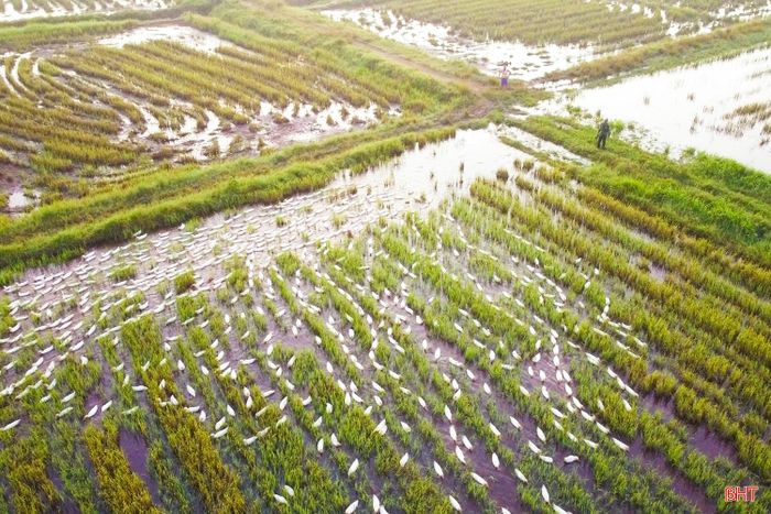 “Mỗi con vịt thả đồng khoảng 2kg bán với giá từ 100-150 nghìn đồng. Một lứa hơn 1.000 con, nếu không xảy ra dịch bệnh thì lợi nhuận có thể từ 20 -30 triệu đồng" - ông Nguyễn Đình Ninh (xã Cẩm Bình) cho biết thêm.
