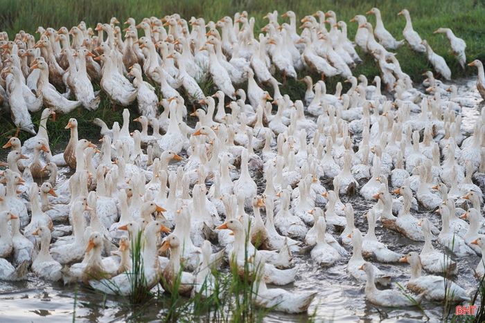 Thời điểm cuối năm, nhu cầu tiêu thụ thực phẩm tăng, trong khi vịt thả đồng được nhiều người dân lựa chọn.