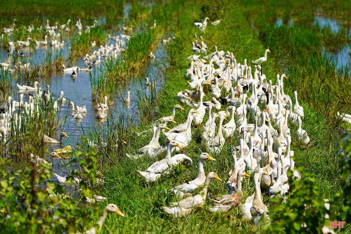 Không riêng gia đình ông Ninh, nhiều hộ chăn nuôi ở Hà Tĩnh cũng lựa chọn hình thức nuôi vịt thả đồng sau thu hoạch vụ hè thu. Tại xã Thạch Hà, bà Nguyễn Thị Hòa nuôi đàn vịt khoảng 2.000 con. Thời điểm này, vịt chủ yếu thả trên những cánh đồng gần nhà để kiếm ăn.
