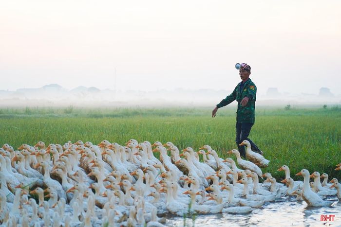 Khoảng 5 giờ 30 phút mỗi ngày, ông Nguyễn Đình Ninh (xã Cẩm Bình) lại bắt đầu công việc đưa đàn vịt hơn 1.000 con ra đồng. Công việc này được ông duy trì hơn một tháng qua.
