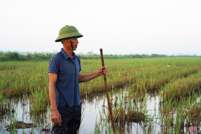 Ông Nguyễn Đình Ninh (xã Cẩm Bình) cho biết: “Từ tháng 7, tôi bắt đầu mua vịt con về úm, đến đầu tháng 8 thì thả vịt ra đồng. Vịt thả đồng chủ yếu ăn lúa chét và ốc nên giảm được khoảng 2/3 lượng thức ăn phải cung cấp mỗi ngày, nhờ đó chi phí chăn nuôi cũng giảm đáng kể”. 