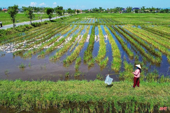  Việc tận dụng nguồn thức ăn sẵn có trên đồng giúp người nuôi tiết kiệm chi phí, nhất là trong giai đoạn giá thức ăn chăn nuôi có nhiều biến động. Ảnh: Lê Vinh 