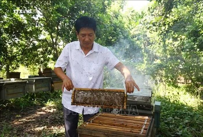 Áp dụng phương pháp nuôi ong công nghệ cao, ông Lê Lộc Quân (Đồng Nai) thu được mật ong ly tâm đạt chuẩn chất lượng cao. Ảnh: Lê Xuân/TTXVN