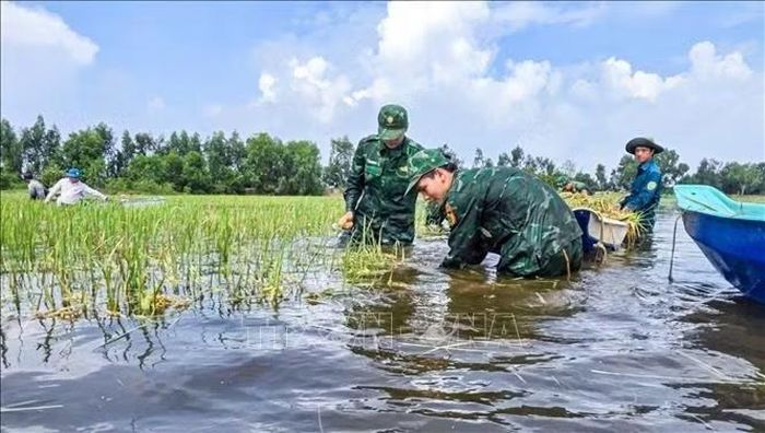 Cán bộ, chiến sĩ Bộ đội Biên phòng tỉnh Tây Ninh hỗ trợ người dân thu hoạch lúa bị ngập do mưa lũ tại ấp Thuận Bình, xã Bình Thành. Ảnh: TTXVN phát