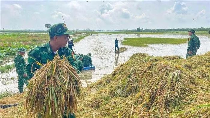 Cán bộ, chiến sĩ Đồn Biên phòng Thuận Bình và Đồn Biên phòng Mỹ Thạnh Tây phối hợp thu hoạch lúa giữa đồng nước ngập tại ấp Thuận Bình, xã Bình Thành, tỉnh Tây Ninh. Ảnh: TTXVN phát