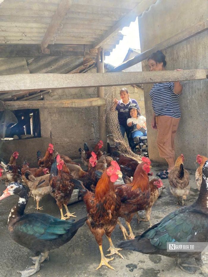 Các hoàn cảnh khó khăn được hỗ trợ gà, vịt để chăn nuôi.