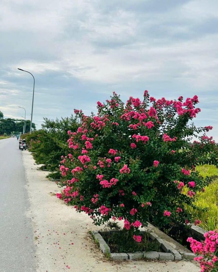 Đường hoa kiểu mẫu do Chi hội phụ nữ thôn Xuân Nộn, xã Thư Lâm, Hà Nội trồng.