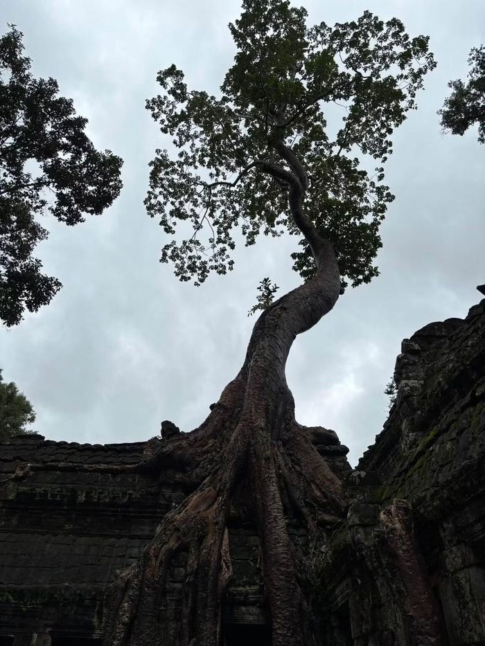 Ta Prohm nổi tiếng với những bộ rễ cây cổ thụ khổng lồ phủ lên các bức tường đá, tạo nên khung cảnh kỳ bí và ấn tượng. Đây cũng là ngôi đền từng xuất hiện trong bộ phim “Tomb Raider”
