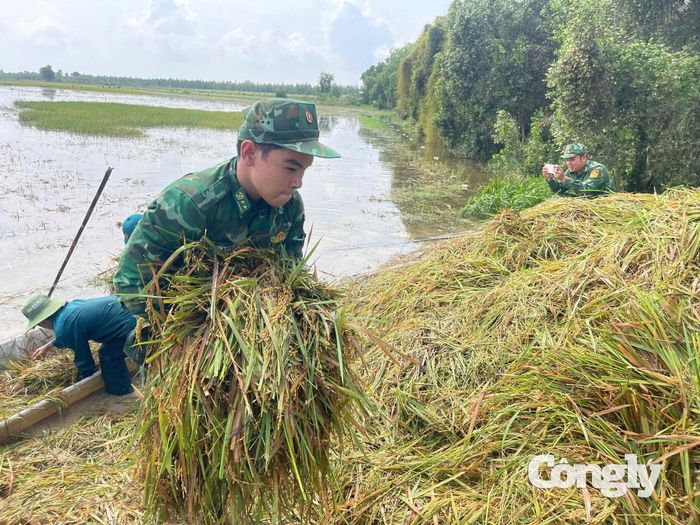 Cán bộ, chiến sĩ giúp người dân gặt lúa.