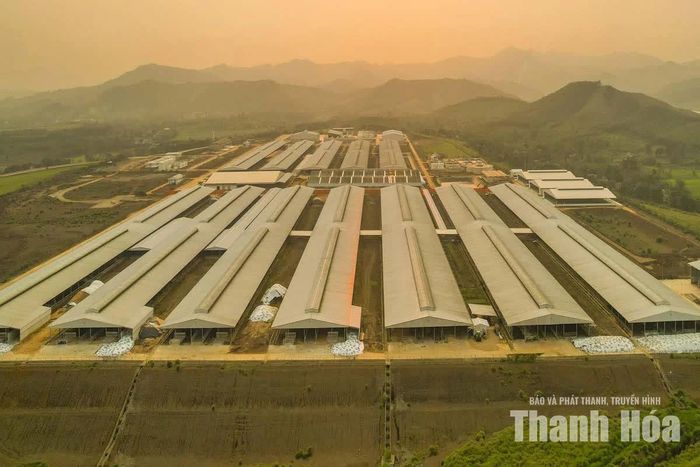 Trang trại bò sữa quy mô lớn của Công ty CP Tập đoàn TH đầu tư tại xã Công Chính hoàn thành đưa vào hoạt động. Ảnh: Hải Đăng