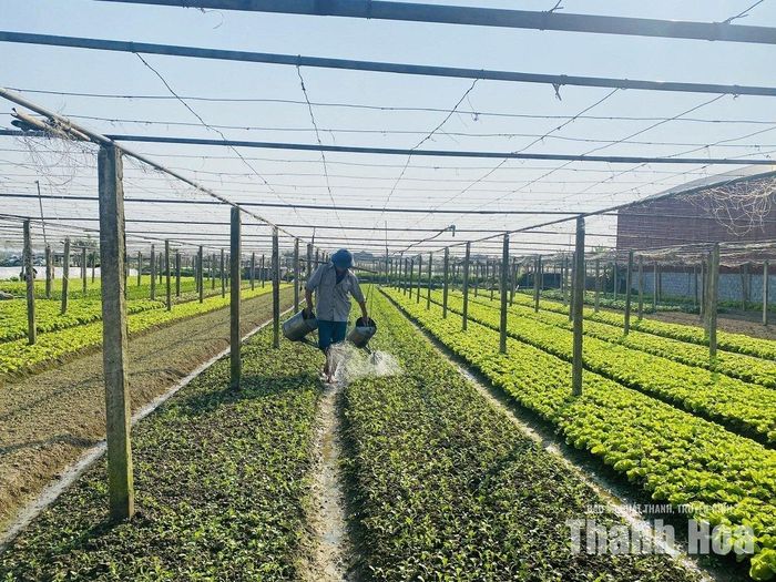Bà con nông dân tập trung chăm sóc rau màu để sớm có sản phẩm cung ứng ra thị trường.